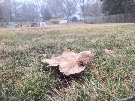 Leaves were falling off of the trees that were supposed to be growing them back.